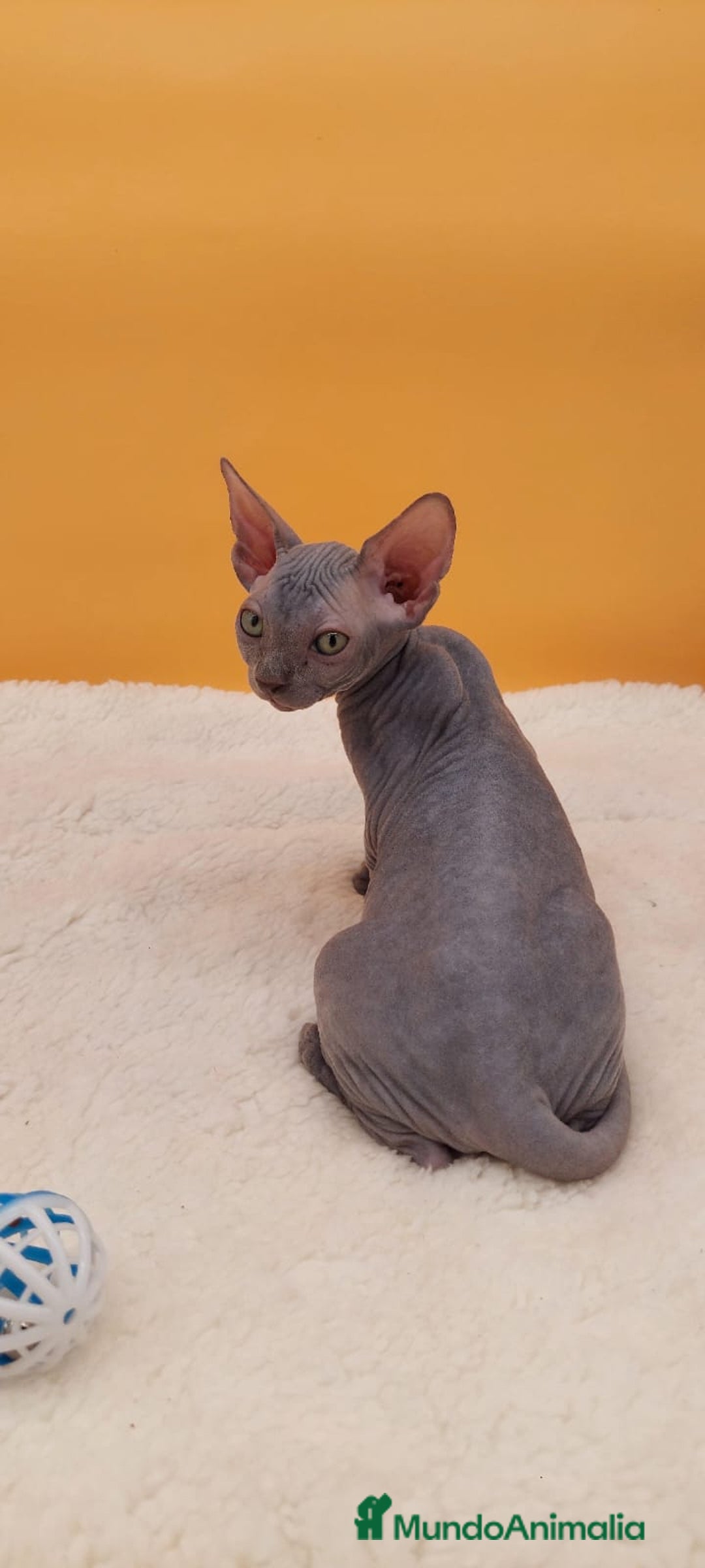 Sphynx gatos en venta: Preciosa camada de gatitos sphynx  - Imagen 17