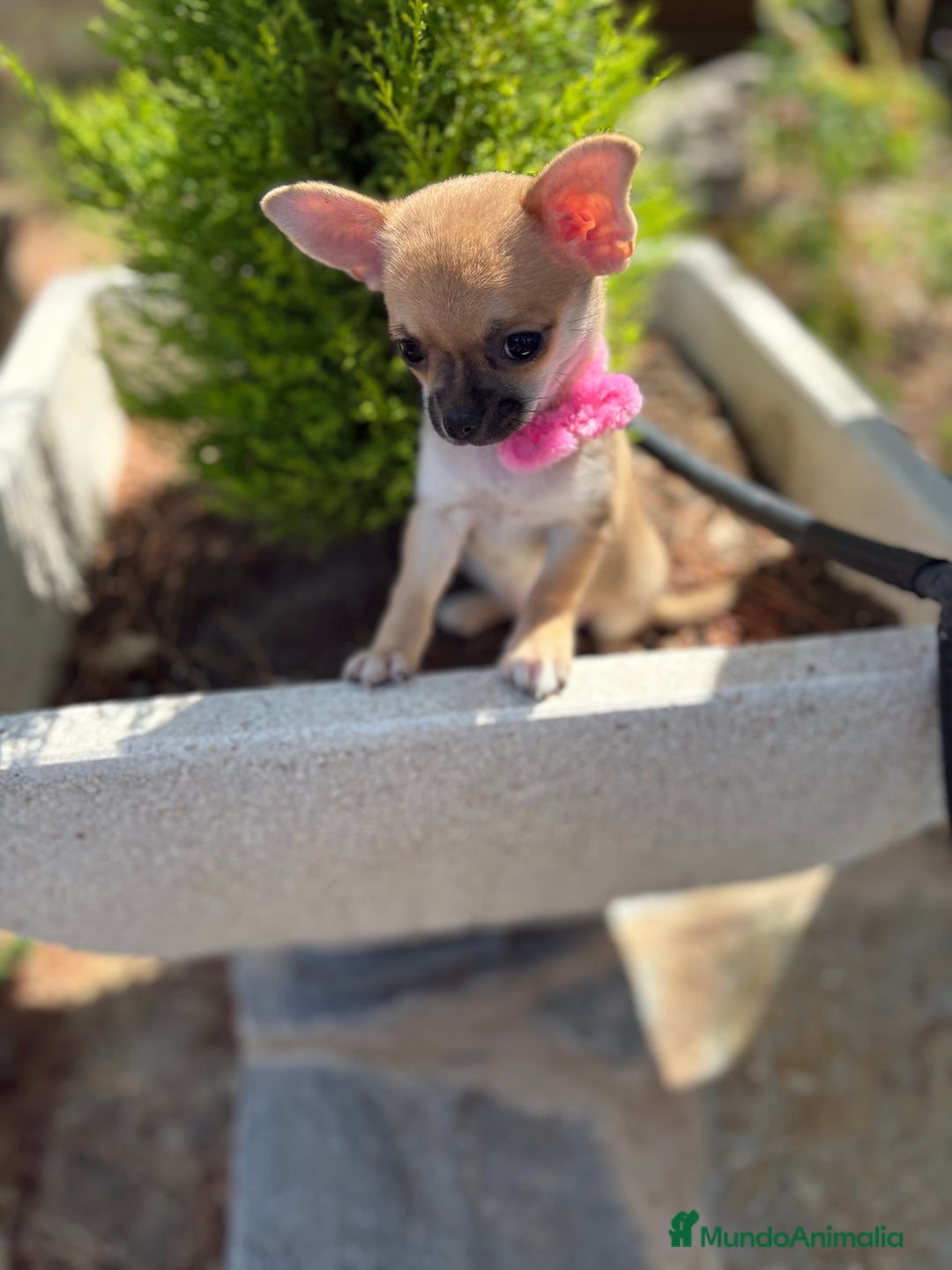 Chihuahua perros en venta: Chihuahua Hembra disponible!!!!! - Imagen 5