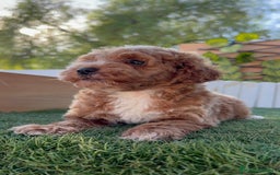 Caniche Toy perros en venta: CANICHE TOY MACHO - Imagen 13