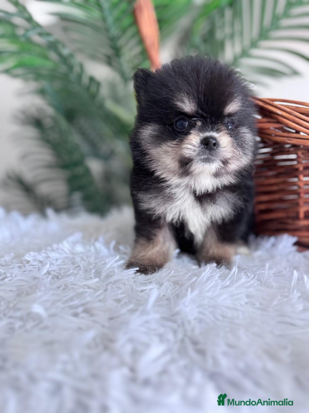 Pomerania perros en venta: POMERANIA HEMBRA - Imagen 9