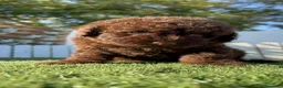 Perro de Agua Español perros en venta: PERRO DE AGUA ESPAÑOL-HEMBRA - Anuncio 12
