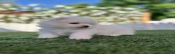 Pomerania perros en venta: POMERANIA  - Anuncio 28