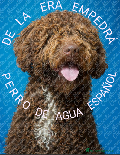 Imagen de galería {{count}}