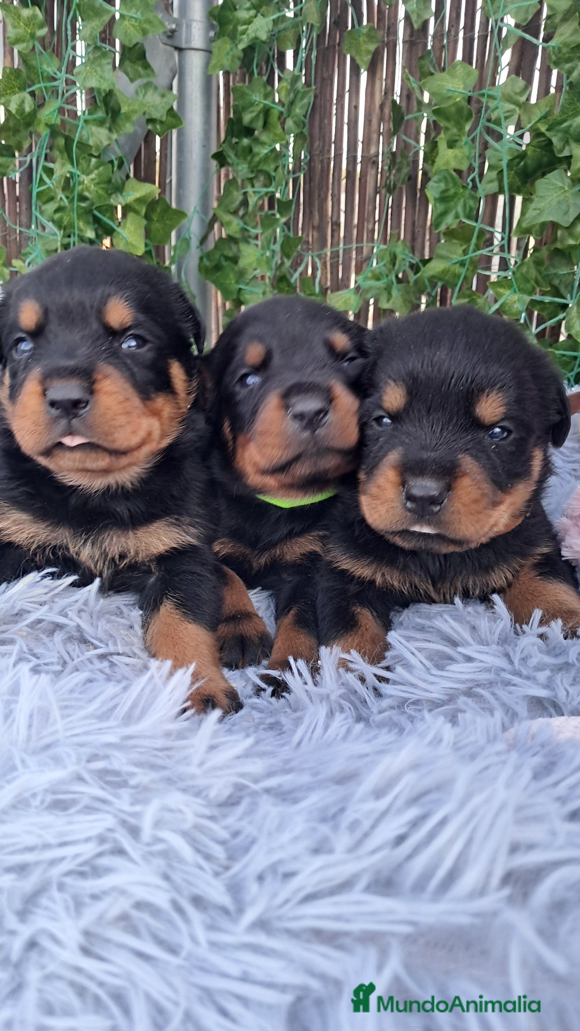 Rottweiler perros Bebés Rottweiler  - Anuncio 1