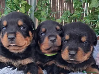 Rottweiler perros Bebés Rottweiler - Anuncio 1