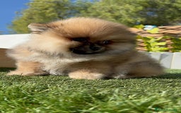 Pomerania perros en venta: POMERANIA HEMBRA - Imagen 6