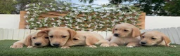 Labrador Retriever perros en venta: LABRADOR RETRIEVER - Anuncio 15