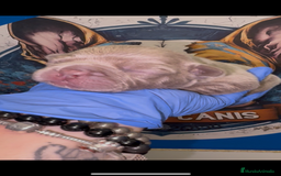 Bulldog Francés perros en venta: Bulldog francés exóticos  - Imagen 6