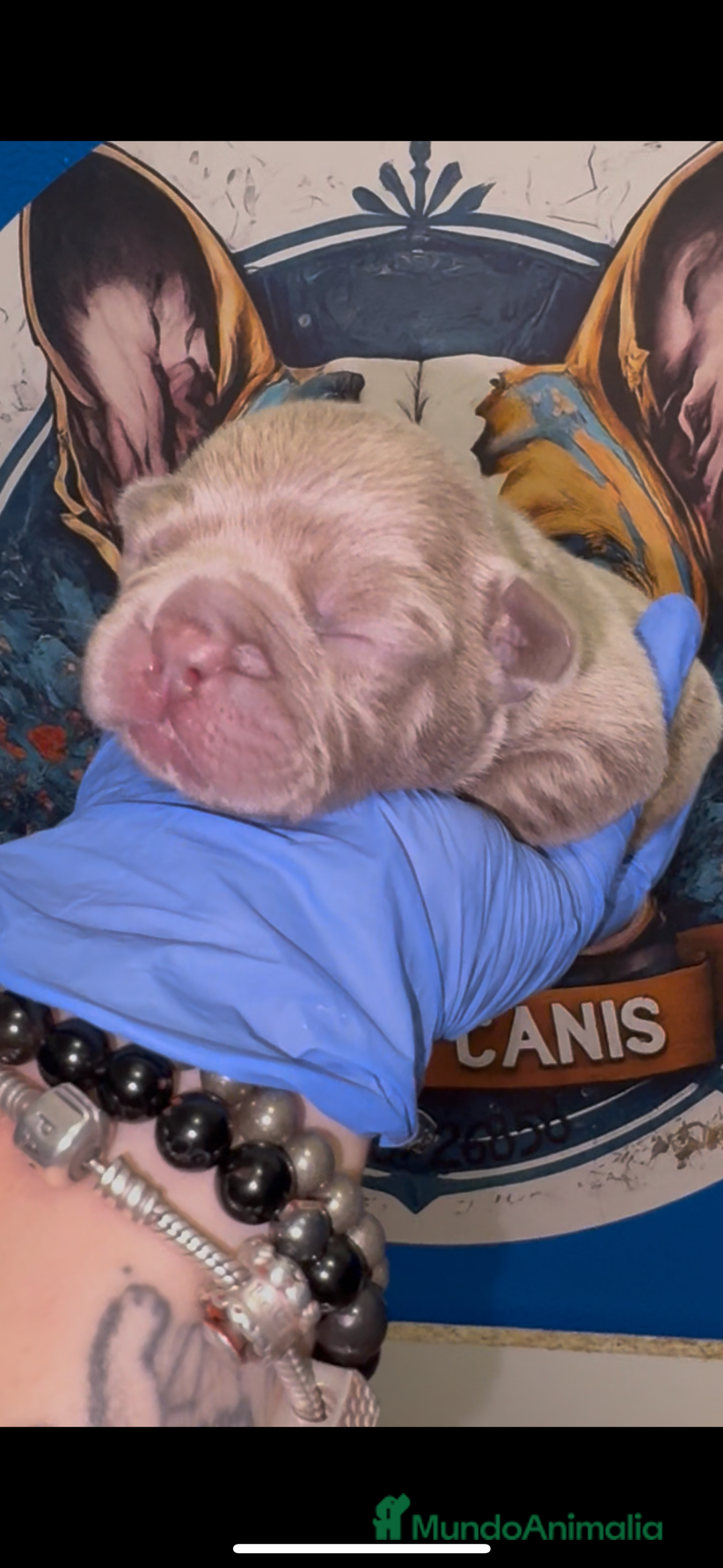 Bulldog Francés perros en venta: Bulldog francés exóticos  - Imagen 6