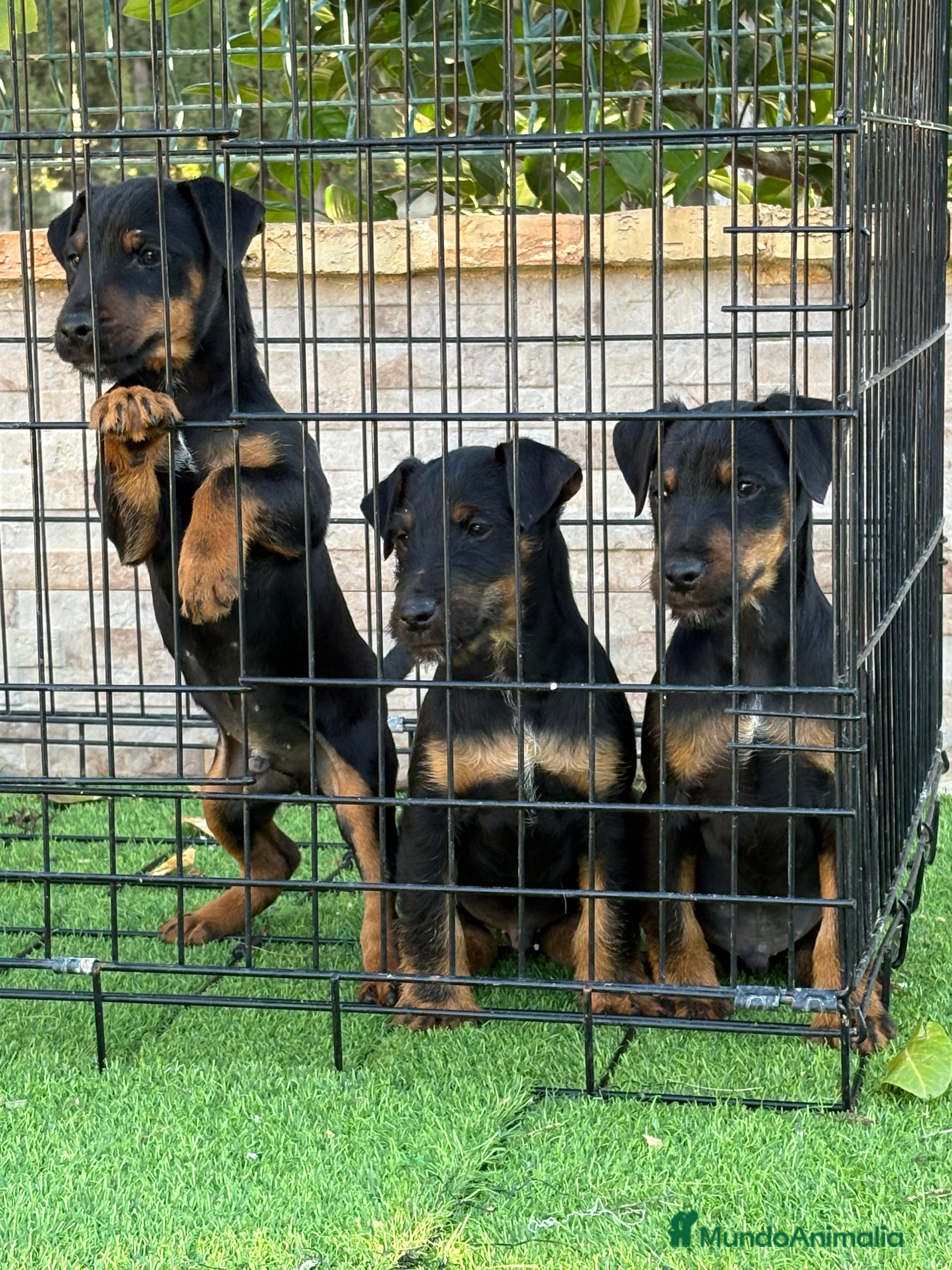 Terrier Alemán de Caza perros Cachorros Jagd terrier  - Anuncio 2