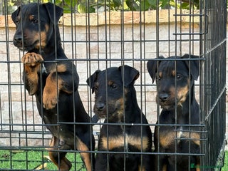 Terrier Alemán de Caza perros Cachorros Jagd terrier - Anuncio 1