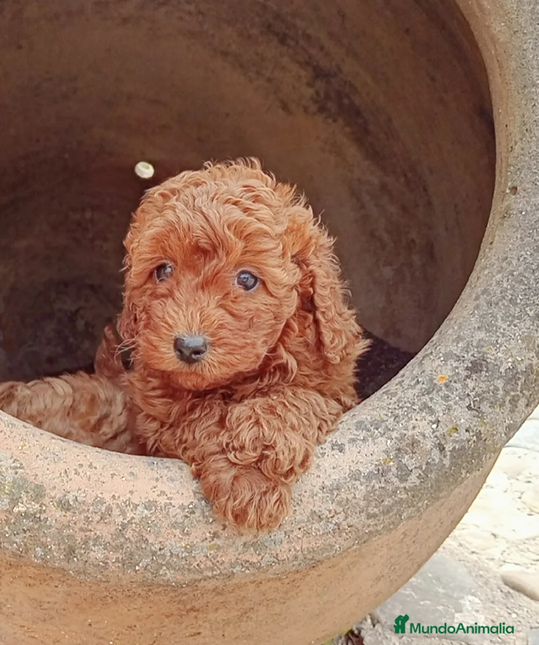 Caniche Toy perros en venta: Caniche  - Anuncio 1