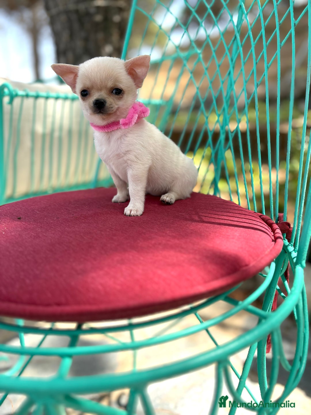 Chihuahua perros en venta: Chihuahua hembra blanca !!! - Anuncio 4
