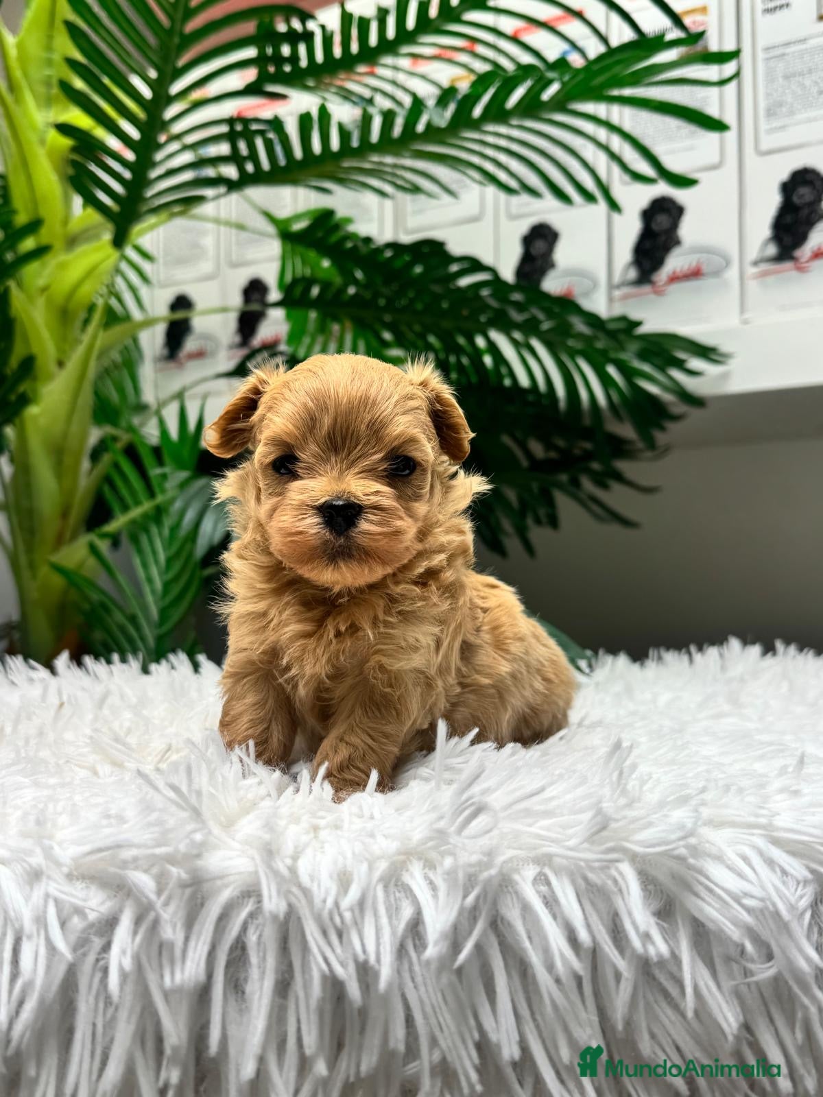 Maltipoo perros MALTIPOO COREANO 100% - Anuncio 1