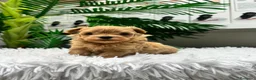 Maltipoo perros en venta: MALTIPOO COREANO 100% - Anuncio 1