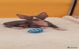 Sphynx gatos en venta: Hembrita bicolor  - Imagen 6
