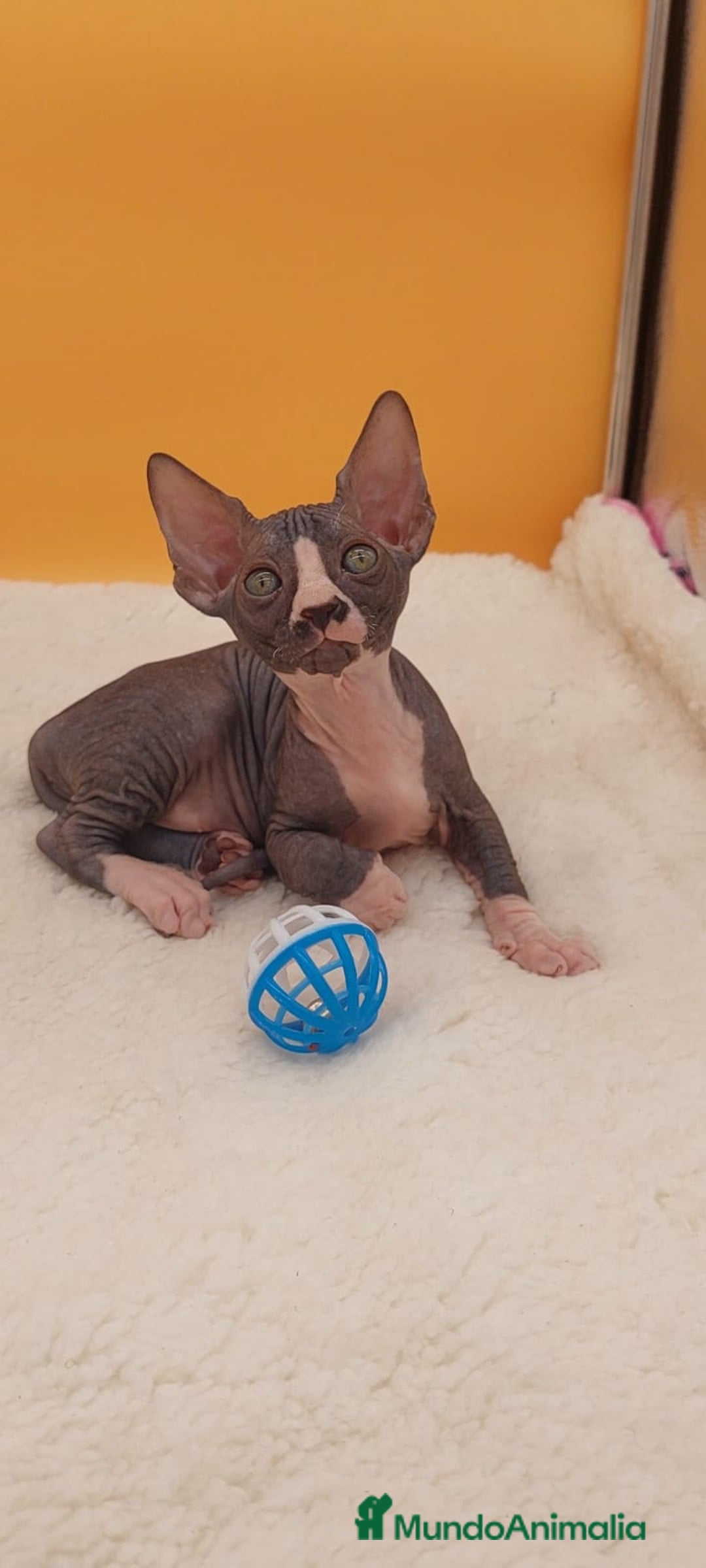 Sphynx gatos en venta: Hembrita bicolor  - Imagen 6