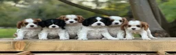 Cavalier King Charles Spaniel perros en venta: CAVALIER EN CATALUÑA  - Anuncio 1