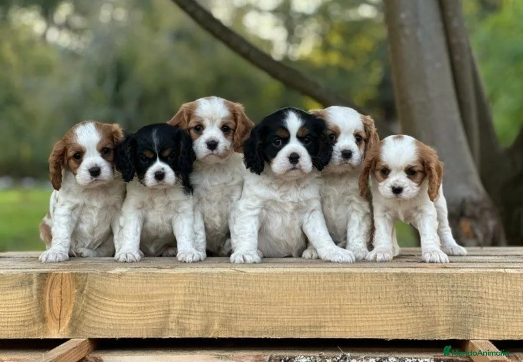 Cavalier King Charles Spaniel perros en venta: CAVALIER EN CATALUÑA  - Anuncio 1