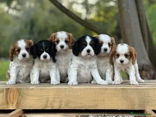Cavalier King Charles Spaniel perros CAVALIER EN CATALUÑA - Anuncio 1