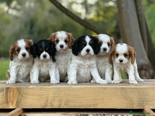 Cavalier King Charles Spaniel perros CAVALIER EN CATALUÑA - Anuncio 4
