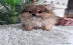Pomerania perros en venta: POMERANIA HEMBRA MUY PEQUEÑITA - Imagen 9