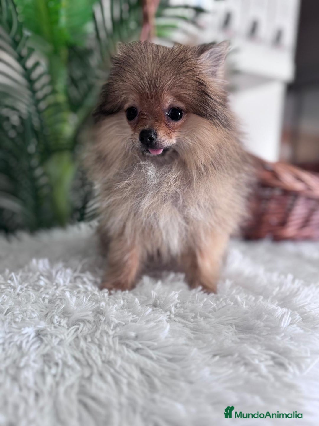 Pomerania perros en venta: POMERANIA HEMBRA MUY PEQUEÑITA - Imagen 9
