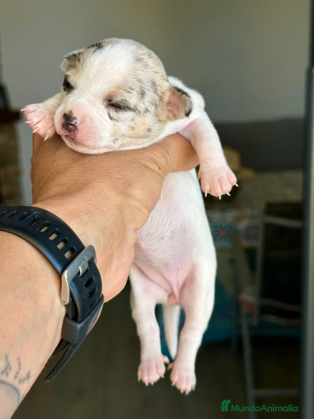 Chihuahua perros en venta: Chihuahuas mis nuevos pequeños - Imagen 18