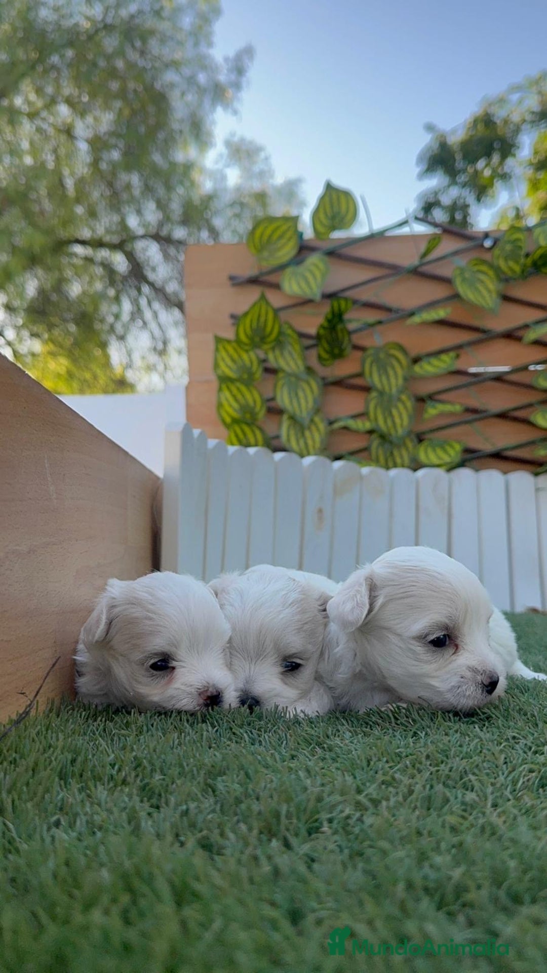 Bichón Maltés perros en venta: BICHÓN MALTÉS  - Imagen 13
