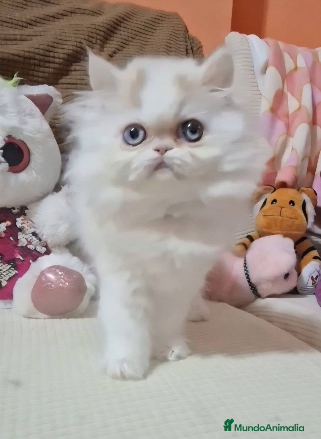 Persa gatos en venta: Precioso Gato Persa  - Anuncio 11