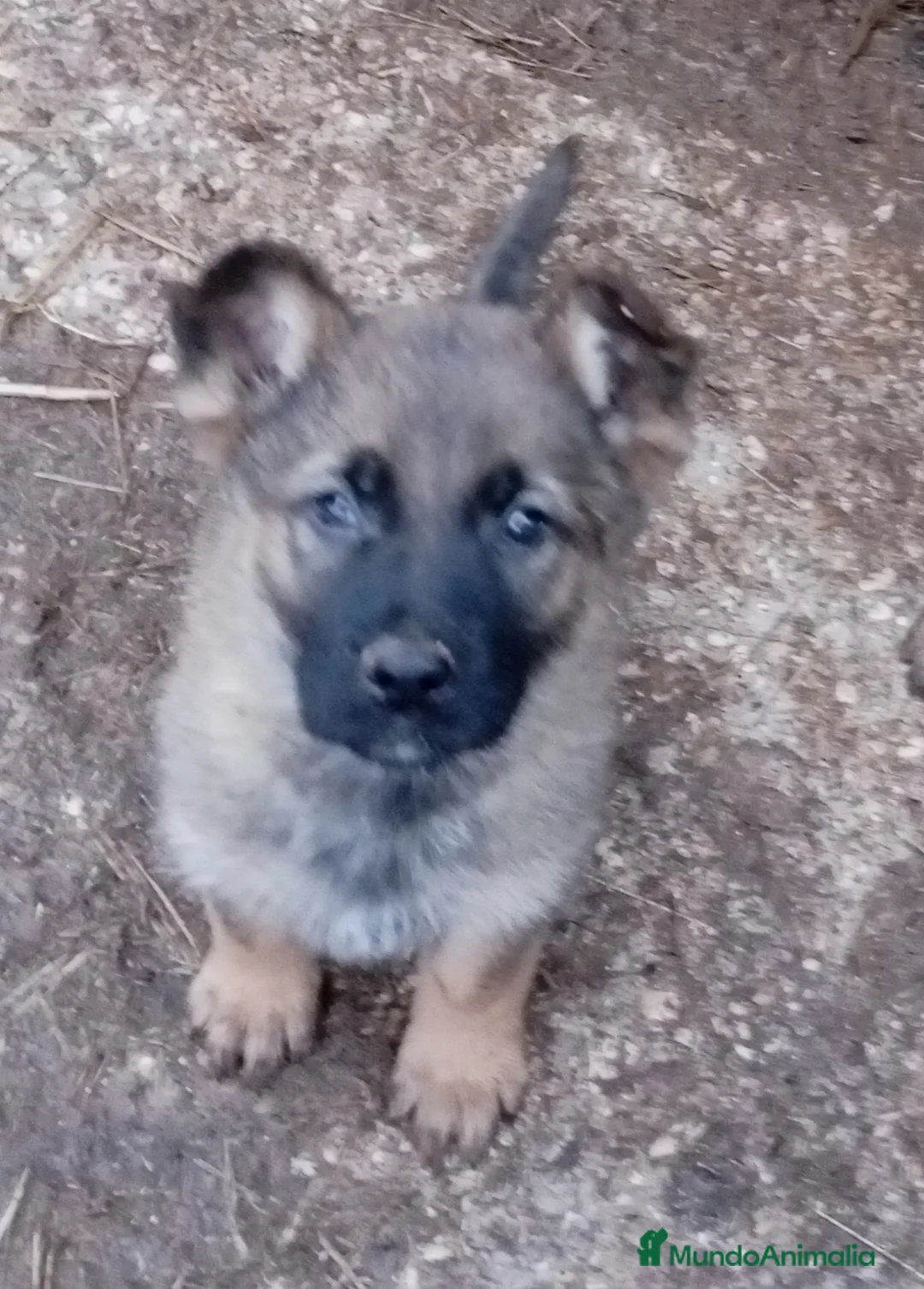 Pastor Alemán perros en venta: Pastores alemanes de trabajo  - Anuncio 7