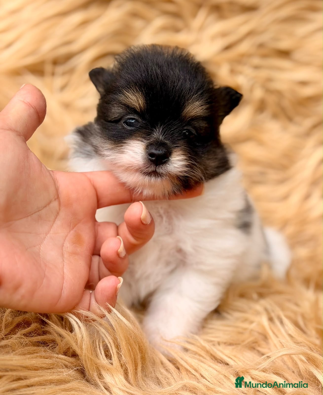 Pomerania perros Preciosos pomeranias - Anuncio 2