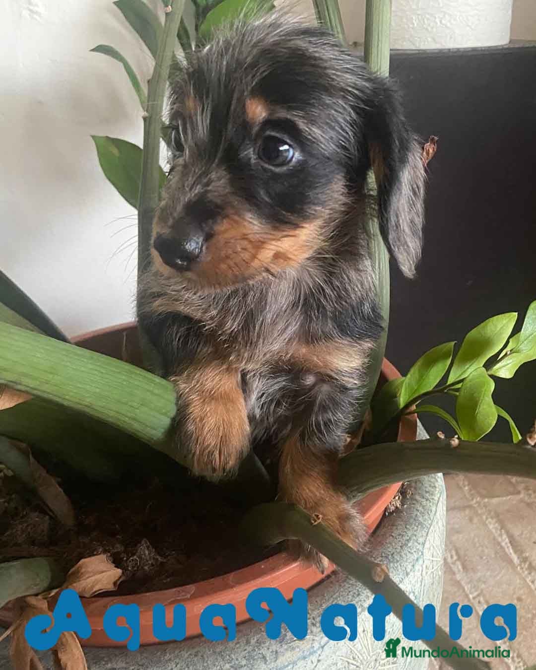 Teckel Miniatura perros en venta: Teckel Hembra Pelo Largo 1995 AQUANATURA - Anuncio 4