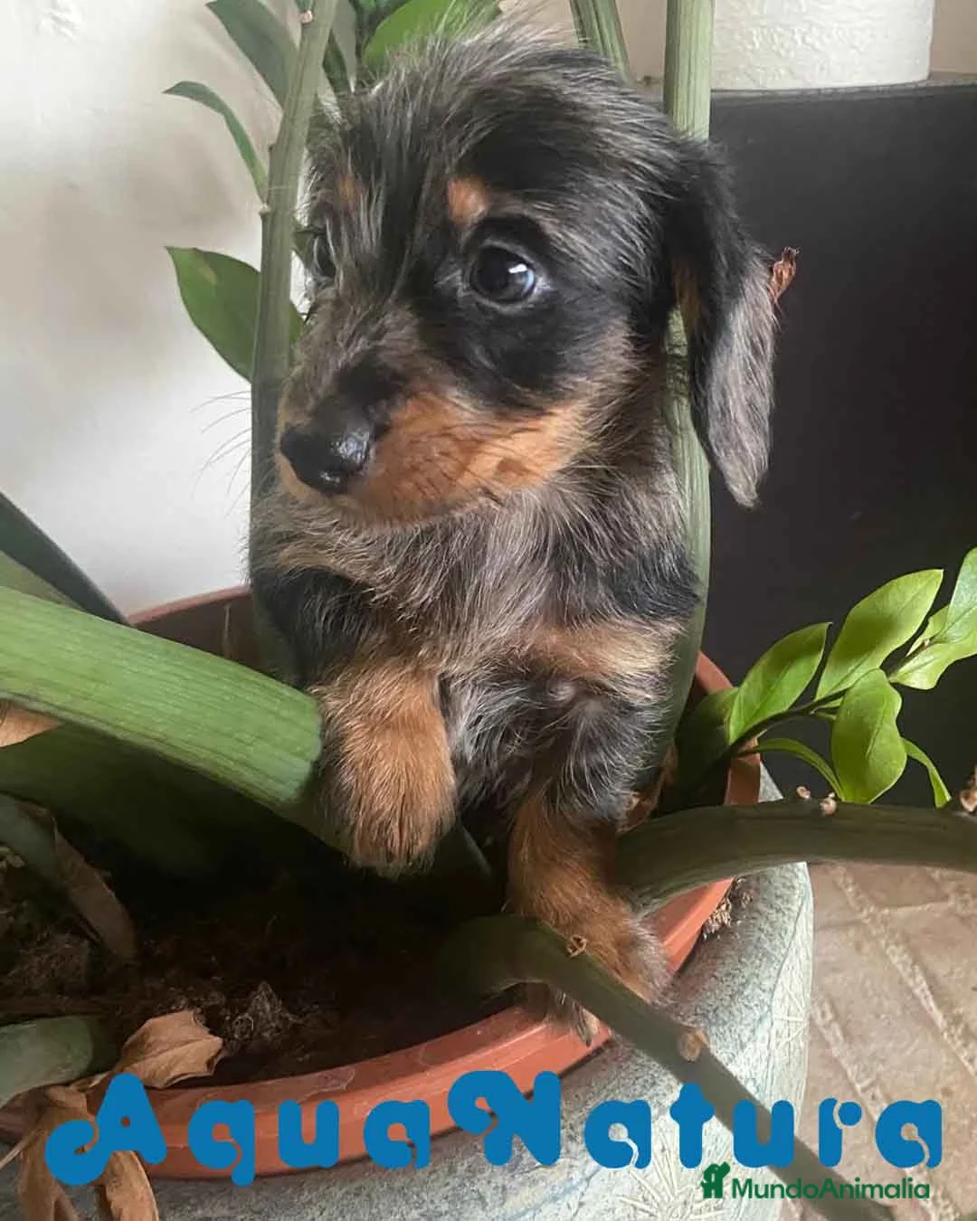 Teckel Miniatura perros en venta: Teckel Hembra Pelo Largo 1995 AQUANATURA - Anuncio 4