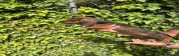 Teckel perros en venta: Cachorros de teckel - Anuncio 5