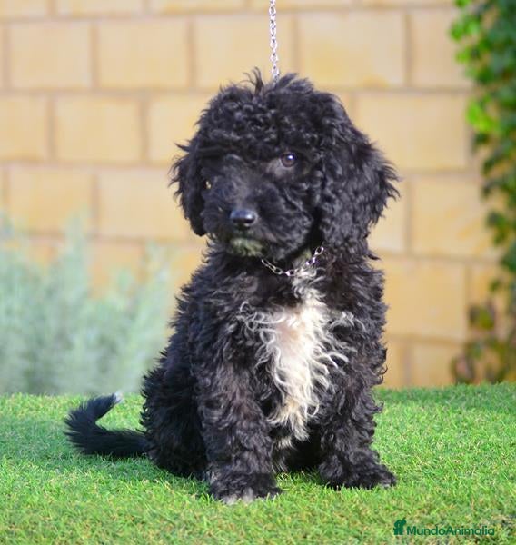 Perro de Agua Español perros Perro de agua , cachorros  - Anuncio 10