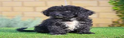 Perro de Agua Español perros en venta: Perro de agua , cachorros  - Anuncio 1