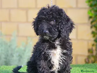 Perro de Agua Español perros Perro de agua , cachorros - Anuncio 10