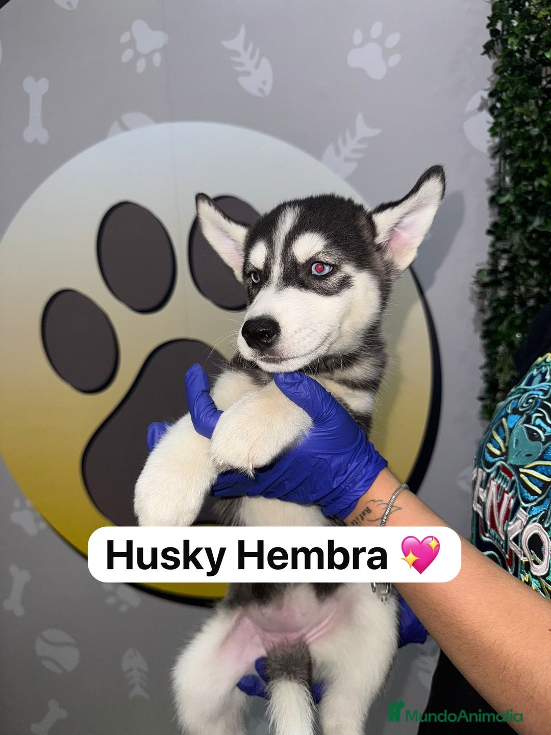 Husky Siberiano perros en venta: 🐾HAPPYHUELLAS HUSKY CACHORROS🐾 - Imagen 5
