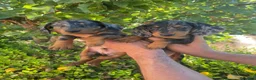 Teckel Miniatura perros en venta: Hembritas de Teckel Arlequin Plata - Anuncio 1