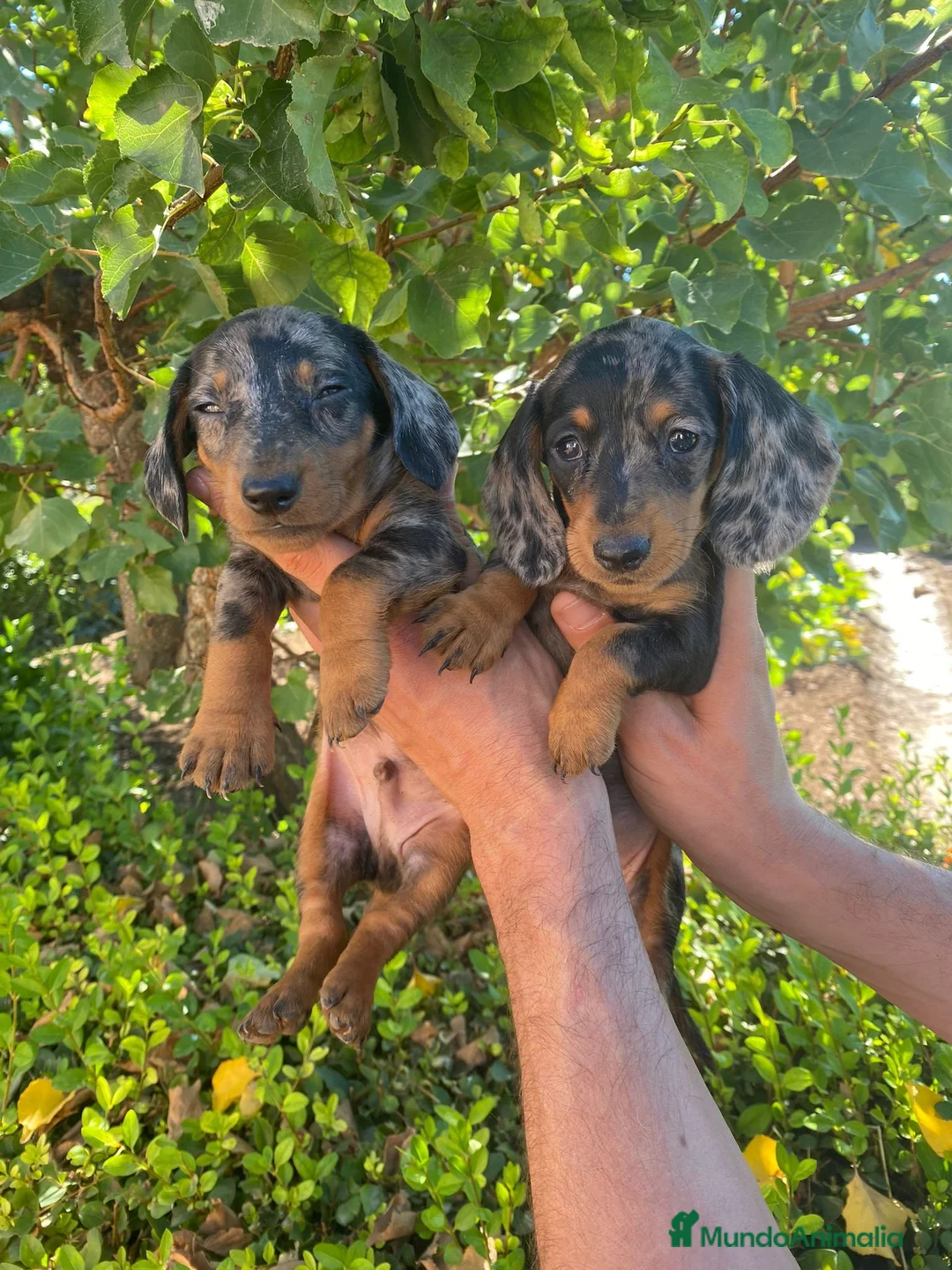 Teckel Miniatura perros en venta: Hembritas de Teckel Arlequin Plata - Anuncio 1