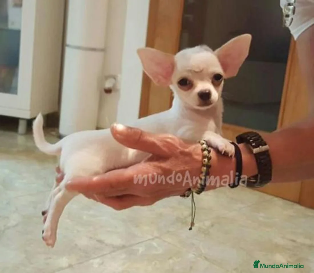 Imagen de galería {{count}}