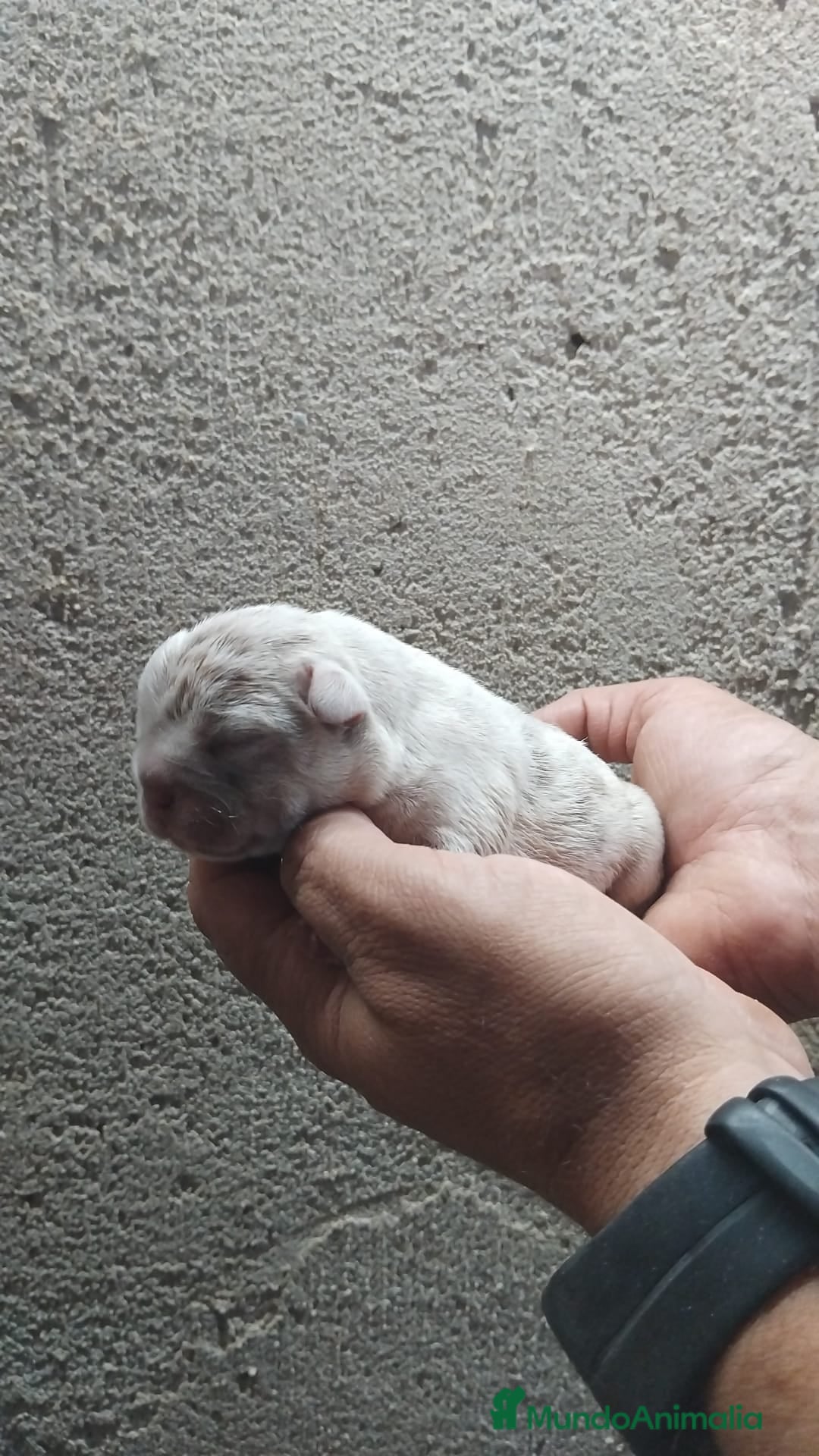 Bulldog Francés perros Bulldog francés exóticos  - Anuncio 2