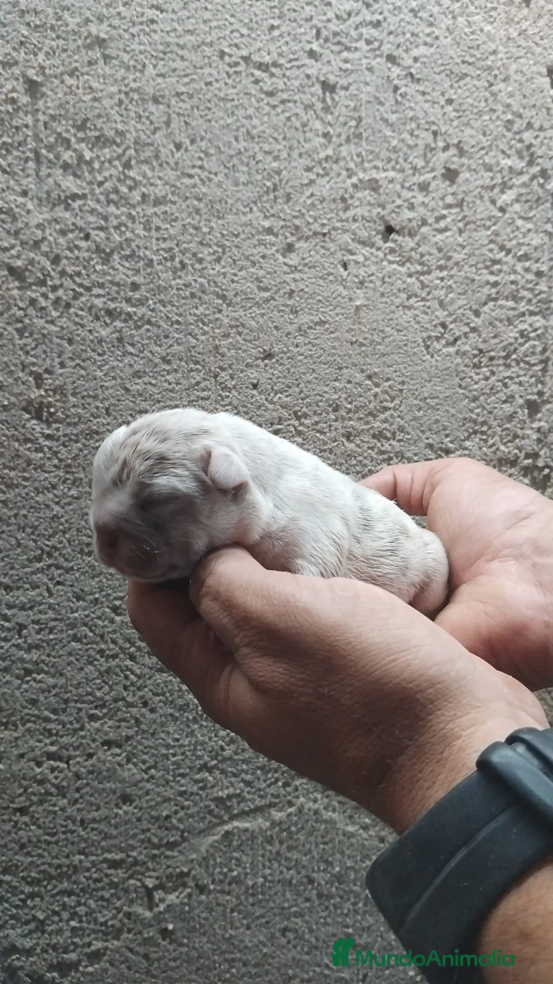 Bulldog Francés perros en venta: Bulldog francés exóticos  - Anuncio 1