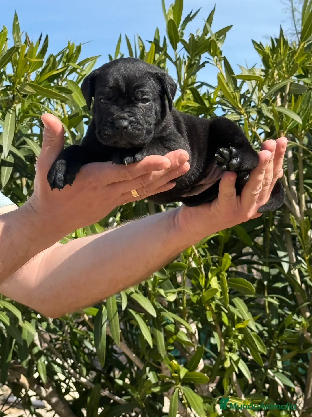 Cane Corso perros en venta: Cachorros de Cane Corso  - Anuncio 4
