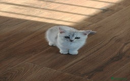 Británico de Pelo Corto gatos en venta: British Silver Chinchilla  - Imagen 2