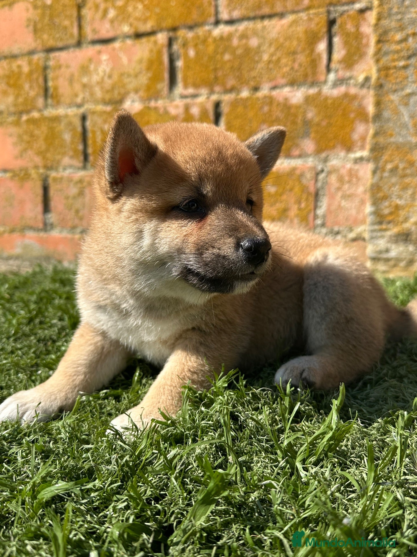 Shiba Inu perros SHIBA INU - Anuncio 1