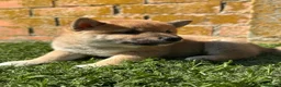 Shiba Inu perros en venta: SHIBA INU - Anuncio 1