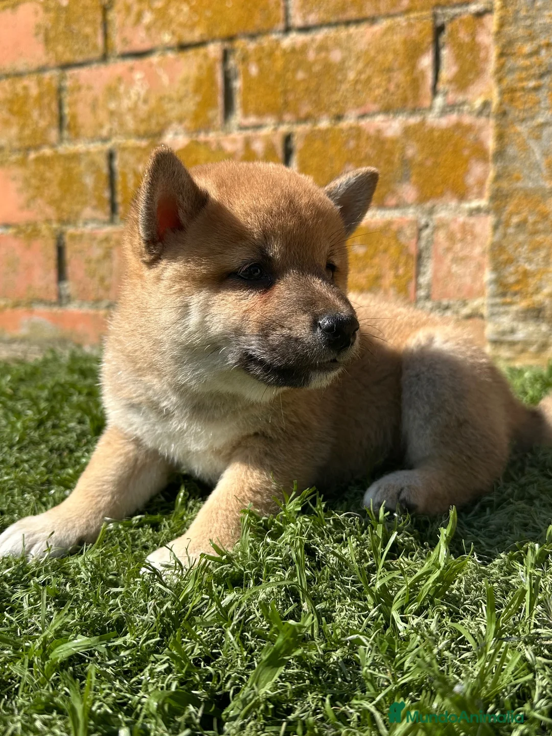 Shiba Inu perros en venta: SHIBA INU - Anuncio 1