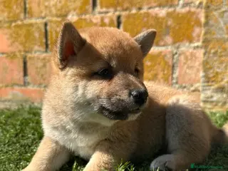 Shiba Inu perros SHIBA INU - Anuncio 1